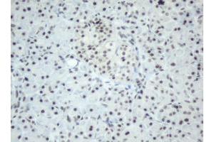 Image no. 3 for anti-Splicing Factor 3a, Subunit 1 (SF3A1) (AA 249-568) antibody (ABIN1491272) (SF3A1 抗体  (AA 249-568))