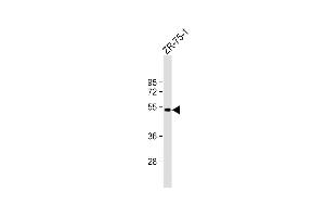 Anti-BRP16 Antibody (Center) at 1:1000 dilution + ZR-75-1 whole cell lysate Lysates/proteins at 20 μg per lane. (FAM203B 抗体  (AA 254-280))