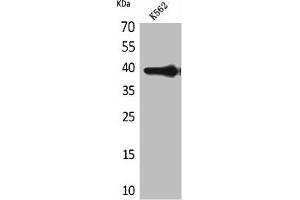 Western Blot analysis of K562 cells using HSP77/76 Polyclonal Antibody (HSPA7 抗体  (Internal Region))