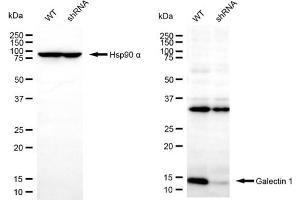 Western blotting analysis using galectin 1 antibody (ABIN7799241). (LGALS1/Galectin 1 抗体)