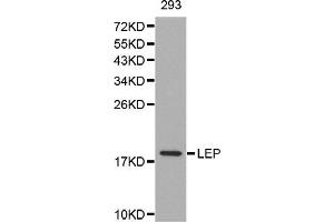 Western blot analysis of extracts of 293 cell line, using LEP antibody. (Leptin 抗体)