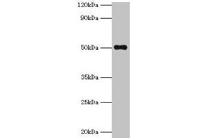 Western blot All lanes: TMLHE antibody at 2 μg/mL + MCF-7 whole cell lysate Secondary Goat polyclonal to rabbit IgG at 1/10000 dilution Predicted band size: 50, 47, 39, 45, 43, 42, 51 kDa Observed band size: 50 kDa (TMLHE 抗体  (AA 16-376))