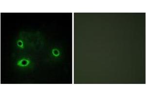 Immunofluorescence analysis of COS7 cells, using COX42 Antibody. (COX4I2 抗体  (AA 31-80))