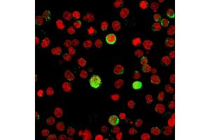 Immunofluorescence staining of Jurkat cells using CD40 Ligand Mouse Monoclonal Antibody (CD40LG/2763)followed by goat anti-Mouse IgG conjugated to CF488 (green).