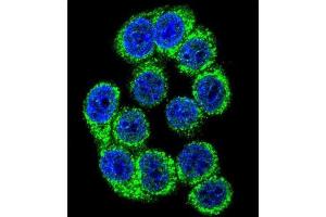 Immunofluorescence (IF) image for anti-Hypoxia Up Regulated 1 (HYOU1) antibody (ABIN3003137) (HYOU1 抗体)