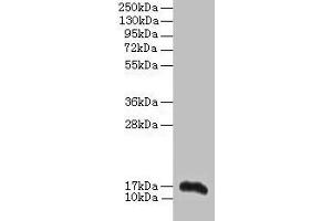 Western blot All lanes: Aif1 antibody at 2 μg/mL + THP-1 whole cell lysate Secondary Goat polyclonal to rabbit IgG at 1/10000 dilution Predicted band size: 17 kDa Observed band size: 17 kDa (Iba1 抗体  (AA 2-147))