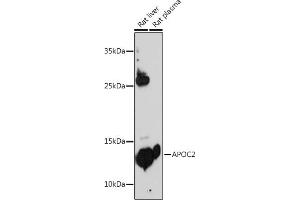 Western blot analysis of extracts of various cell lines, using  antibody (ABIN3022520, ABIN3022521, ABIN3022522 and ABIN6218875) at 1:500 dilution. (Apolipoprotein C-II 抗体  (AA 1-101))