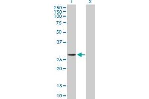 Western Blot analysis of LIN28 expression in transfected 293T cell line by LIN28 MaxPab polyclonal antibody. (LIN28A 抗体  (AA 1-209))