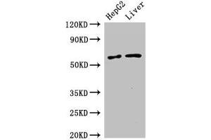 Western Blot Positive WB detected in: HepG2 whole cell lysate, Mouse liver tissue All lanes: SLC2A9 antibody at 2. (SLC2A9 抗体  (AA 473-511))