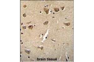 CPLX3 Antibody (Center) (ABIN654609 and ABIN2844309) immunohistochemistry analysis in formalin fixed and paraffin embedded human brain tissue followed by peroxidase conjugation of the secondary antibody and DAB staining. (CPLX3 抗体  (AA 52-81))