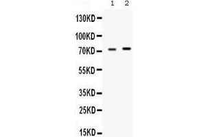 Western blot analysis of STIP1 expression in rat testis extract (lane 1) and MCF-7 whole cell lysates (lane 2). (STIP1 抗体  (C-Term))