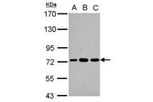 Image no. 2 for anti-Poly(A) Binding Protein, Cytoplasmic 3 (PABPC3) (AA 411-631) antibody (ABIN1500005) (PABPC3 抗体  (AA 411-631))