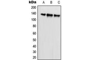 Western blot analysis of SCAF1 expression in HeLa (A), U2OS (B), NIH3T3 (C) whole cell lysates. (SCAF1 抗体  (N-Term))