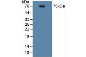 Detection of COX 2 in Mouse RAW 2647 Cells using Polyclonal Antibody to Cyclooxygenase-2 (COX 2) (PTGS2 抗体  (AA 187-425))