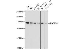 Western blot analysis of extracts of various cell lines, using UBQLN4 antibody (ABIN7271124) at 1:1000 dilution. (UBQLN4 抗体  (AA 300-390))