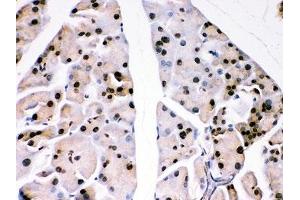 IHC-P: DJ-1 antibody testing of mouse pancreas tissue. (PARK7/DJ1 抗体  (AA 2-189))