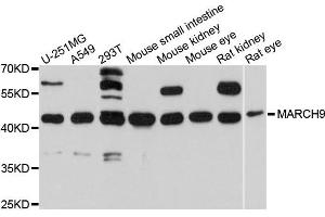 Western blot analysis of extracts of various cells, using MARCH9 antibody. (MARCH9 抗体)