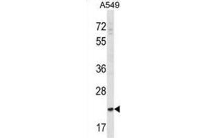 Western Blotting (WB) image for anti-SLAM Family Member 9 (SLAMF9) antibody (ABIN2998643) (SLAMF9 抗体)
