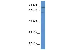 WB Suggested Anti-Slc26a2 Antibody   Titration: 1. (SLC26A2 抗体  (C-Term))