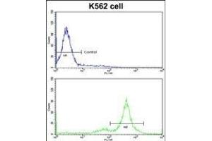 Flow cytometric analysis of K562 cells using PTK2 Antibody (Center)(bottom histogram) compared to a negative control cell (top histogram)FITC-conjugated goat-anti-rabbit secondary antibodies were used for the analysis. (FAK 抗体  (AA 396-423))