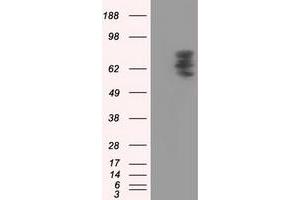 Image no. 1 for anti-phosphodiesterase 4A, CAMP-Specific (PDE4A) antibody (ABIN1500089) (PDE4A 抗体)
