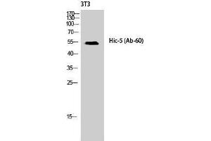 Western Blotting (WB) image for anti-Transforming Growth Factor beta 1 Induced Transcript 1 (TGFB1I1) (Tyr1586) antibody (ABIN3185002)