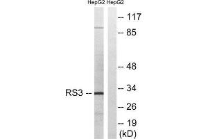 Western Blotting (WB) image for anti-Ribosomal Protein S3 (RPS3) (C-Term) antibody (ABIN1850588) (RPS3 抗体  (C-Term))