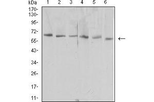 Western blot analysis using HAVCR1 mouse mAb against NIH/3T3 (1), HEK293 (2), Hela (3), Raw264.
