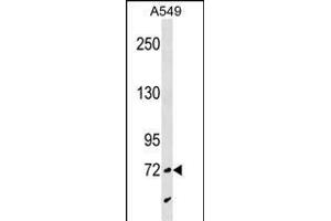 SYTL4 Antibody (N-term) (ABIN1539426 and ABIN2850356) western blot analysis in A549 cell line lysates (35 μg/lane). (SYTL4 抗体  (N-Term))