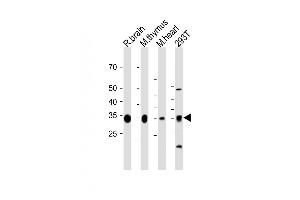 GPD1L 抗体  (N-Term)