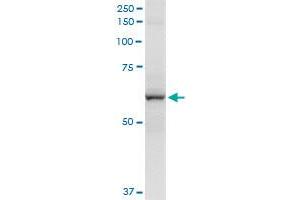 Immunoprecipitation (IP) image for anti-Cytochrome P450, Family 2, Subfamily A, Polypeptide 13 (CYP2A13) (AA 1-494) antibody (ABIN947771)