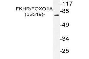 Western blot (WB) analysis of p-FKHR/FOXO1A antibody in extracts from HeLa cells (FOXO1 抗体  (pSer319))