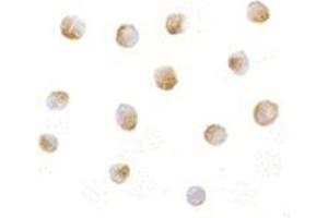 Immunocytochemistry of DFF40 in Jurkat cells with AP30287PU-N DFF40 antibody at 5 μg/ml.