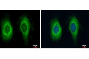ICC/IF Image RAE1 antibody [C3], C-term detects RAE1 protein at cytoplasm by immunofluorescent analysis. (RAE1 抗体  (C-Term))