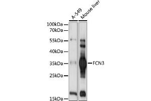 Western blot analysis of extracts of various cell lines, using FCN3 antibody (ABIN7267202) at 1:1000 dilution. (FCN3 抗体  (AA 13-288))