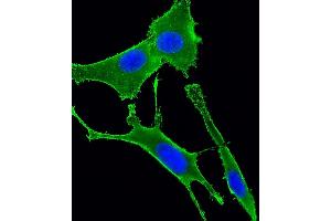 Immunofluorescent analysis of 4 % paraformaldehyde-fixed, 0.