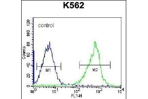 GSTM5 Antibody (N-term) (ABIN656656 and ABIN2845897) flow cytometric analysis of K562 cells (right histogram) compared to a negative control cell (left histogram).