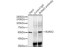 Immunoprecipitation analysis of 300 μg extracts of Mouse testis cells using 3 μg RUNX2 antibody (ABIN7270117). (RUNX2 抗体)