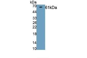 Western Blotting (WB) image for anti-Collagen, Type I, alpha 2 (COL1A2) antibody (APC) (ABIN7431332)