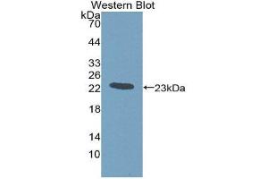 Western Blotting (WB) image for anti-Gremlin 1 (GREM1) (AA 26-184) antibody (ABIN1980415) (GREM1 抗体  (AA 26-184))