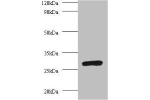 Western blot All lanes: PSMA7 antibody at 2 μg/mL + 293T whole cell lysate Secondary Goat polyclonal to rabbit IgG at 1/10000 dilution Predicted band size: 28, 21, 17 kDa Observed band size: 28 kDa