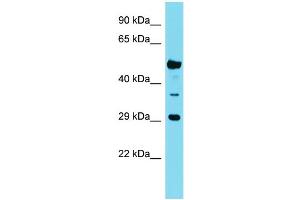Western Blotting (WB) image for anti-Olfactory Receptor, Family 6, Subfamily Q, Member 1 (OR6Q1) (C-Term) antibody (ABIN2791353)