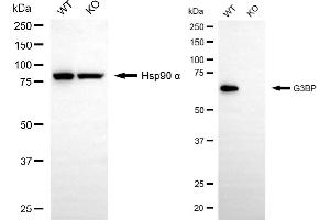 Western blotting analysis using G3BP antibody (ABIN7798814). (Recombinant G3BP1 抗体)