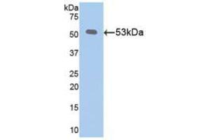 Western blot analysis of recombinant Mouse Klotho. (Klotho 抗体  (AA 516-955))