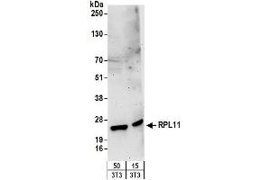 Western Blotting (WB) image for anti-Ribosomal Protein L11 (RPL11) (AA 128-178) antibody (ABIN7452967) (RPL11 抗体  (AA 128-178))