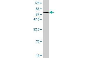 Western Blot detection against Immunogen (65. (MAPK13 抗体  (AA 1-365))