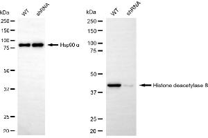 Western blotting analysis using histone deacetylase 8 antibody (ABIN7798937). (Recombinant HDAC8 抗体)