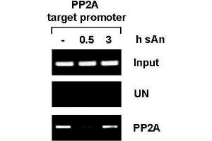 Chromatin Immunoprecipitation (ChIP) image for anti-Protein Phosphatase 2A Activator, Regulatory Subunit 4 (PPP2R4) (AA 288-303) antibody (ABIN2668597)