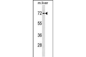 Western blot analysis in mouse liver tissue lysates (35ug/lane). (FXR1 抗体  (N-Term))