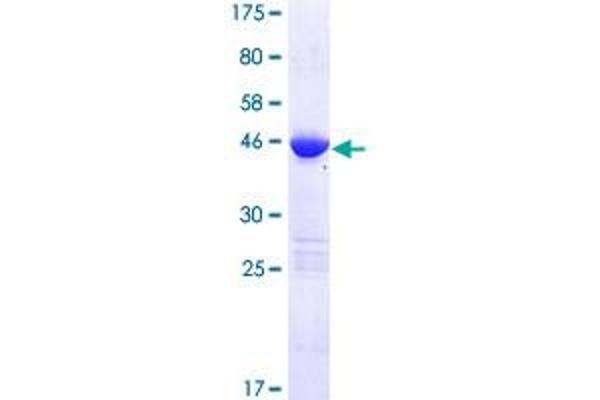 MRPL37 Protein (AA 1-423) (GST tag)